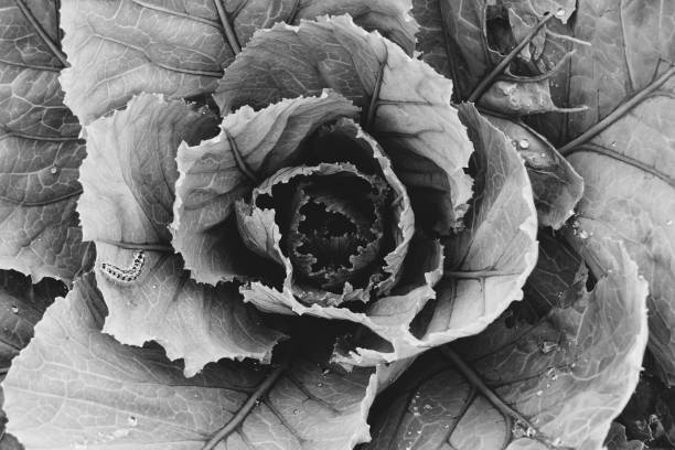 Leaves of growing cabbage close-up. Vegetable garden. Caterpillar. Monochrome.