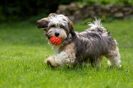 Perro cachorro habanero juguetón caminando con una bola roja photo