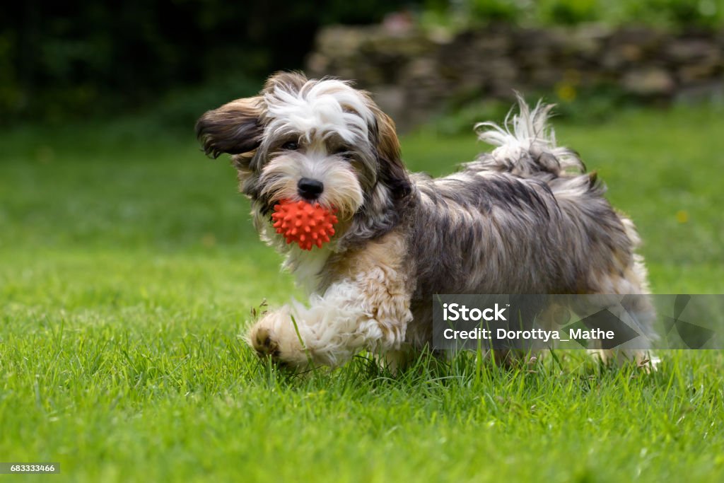 Playful havanese puppy dog walking with a red ball Playful havanese puppy dog walking with a red ball in his mouth in the grass and looking at camera Dog Stock Photo