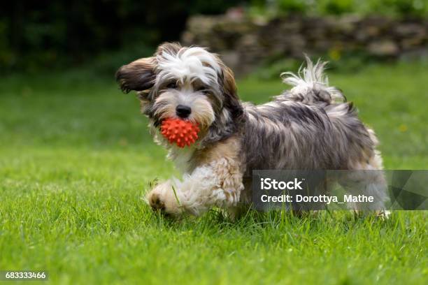 Playful Havanese Puppy Dog Walking With A Red Ball Stock Photo - Download Image Now - Dog, Playful, Playing
