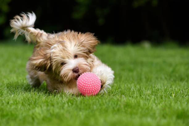 istock Havanese puppy dog chasing a pink ball 683333468