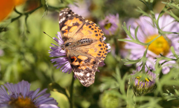 istock West coast lady butterfly, Vanessa annabella 683333728