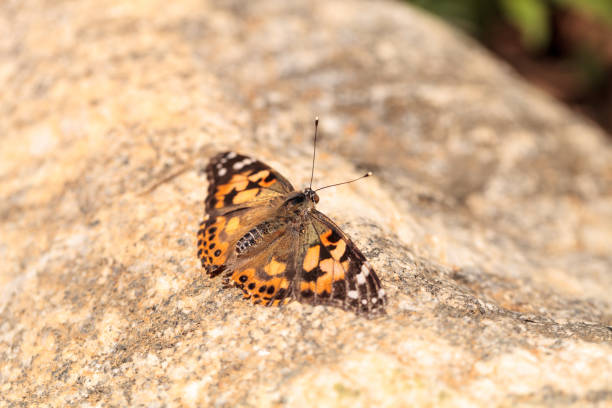 istock West coast lady butterfly, Vanessa annabella 683333812
