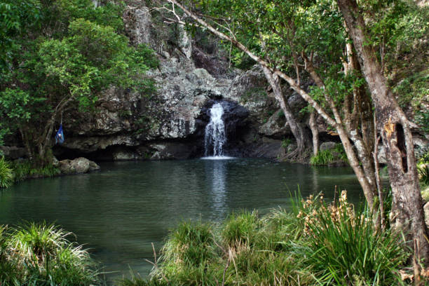 wodospad w parku narodowym kondalilla w pobliżu montville - sunshine coast australia zdjęcia i obrazy z banku zdjęć