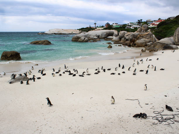 istock Boulders Beach Penguins with newly hatched chicks 683333894