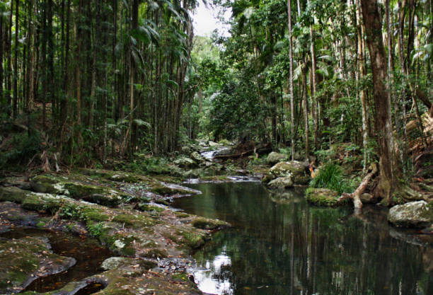 몬트빌 근처 콘달릴라 국립공원의 마운틴 브룩 - rainforest australia river waterfall 뉴스 사진 이미지