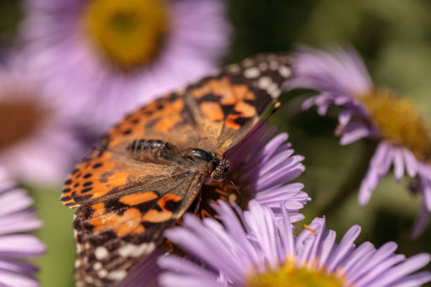 istock West coast lady butterfly, Vanessa annabella 683334022