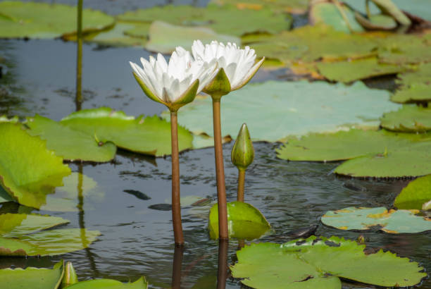 istock Lotus symbol of Buddhism 683336724