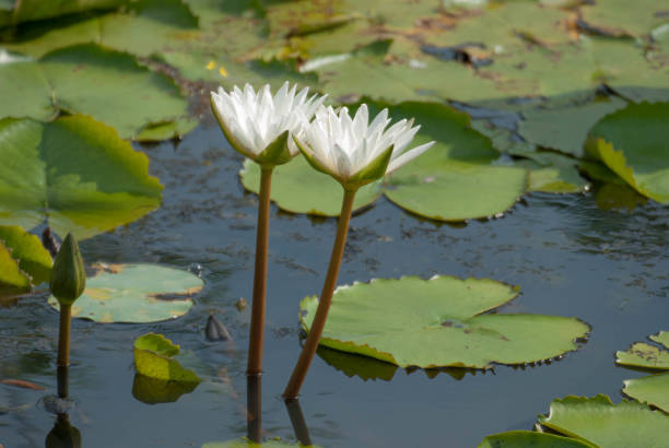 istock Lotus symbol of Buddhism 683336730