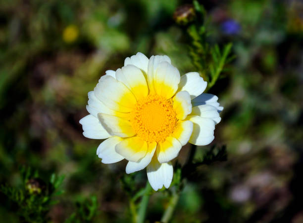 istock white and yellow daisy flower 683336916