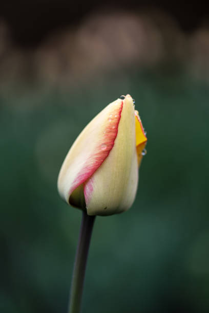istock Canadian Tulips Festival 683337170