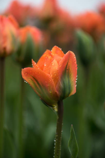 istock Canadian Tulips Festival 683337210