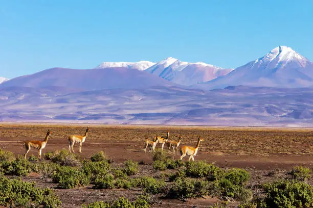 Herd of llamas grazing on the Bolivian  altiplano on the background of magnificent volcanoes