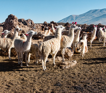 Herd of llamas grazing on the Bolivian altiplano on the background of magnificent volcanoes