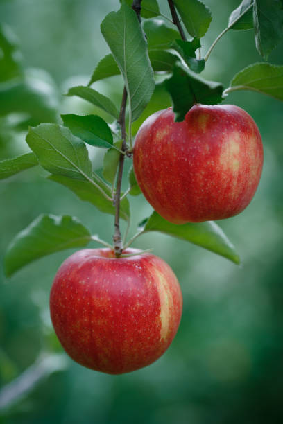 istock Vertical closeup shot of a branch with fresh red apples 683352262