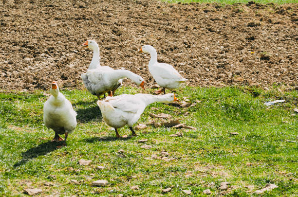 istock Herd of white geese grazing in a meadow. 683355412