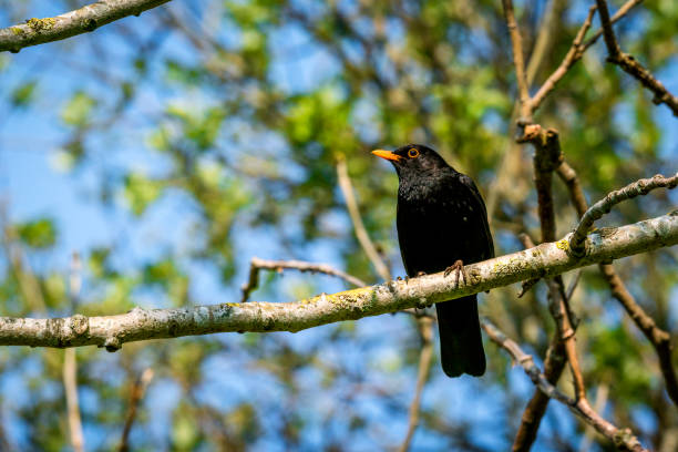 istock Blackbird sitting on a branch in a tree 683356032