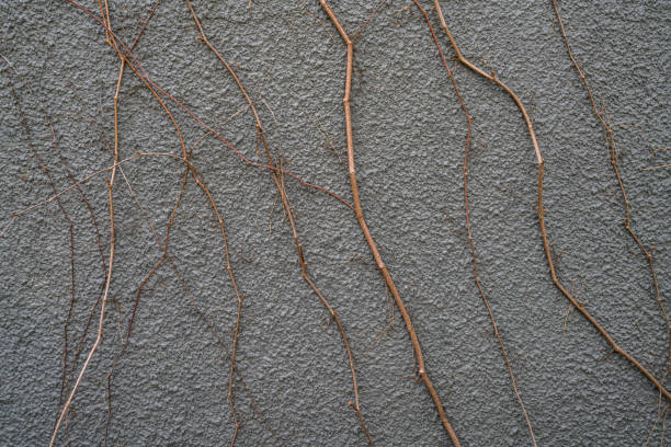 A textured pebble wall with blackened stains from weather exposure, adorned by a descending green branch tightly clinging to its surface.
