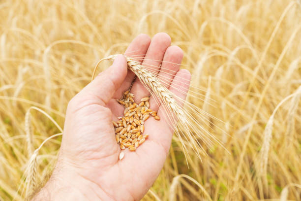 istock golden rye in farmers hand over field 683359246