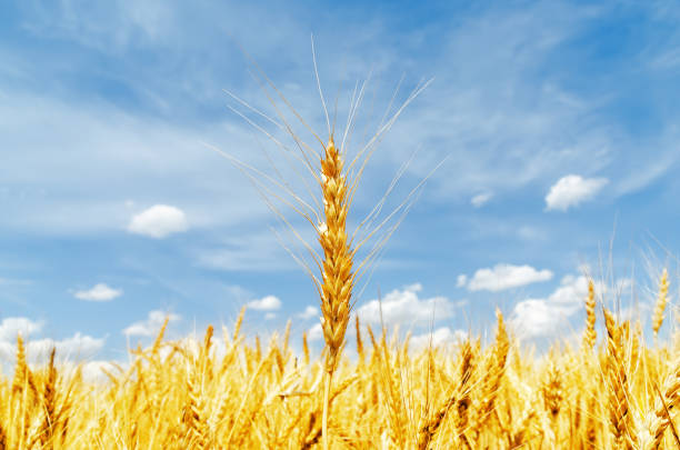 istock gold wheat ear in field 683362358
