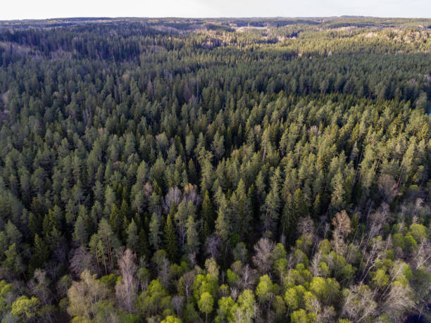 istock drone image. aerial view of forest 683365642