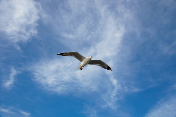 oiseau glissant sur le nuage et le ciel - action alertness animal bird photos et images de collection