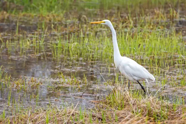 Great Egret in a marsh on an overcast day. Bird is walking through the grass and water. Room for text.