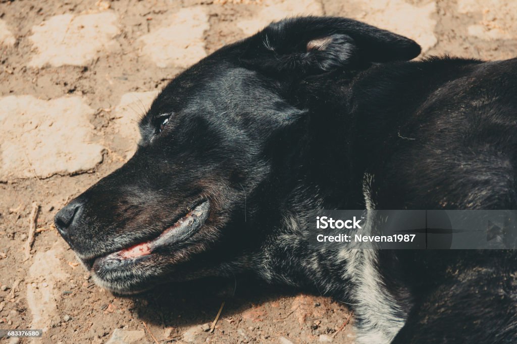 portrait of black dog black dog lie Cavalier - Cavalry Stock Photo
