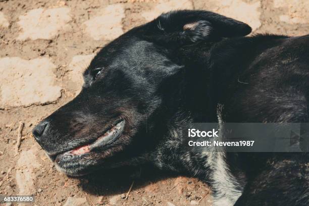 Portrait Of Black Dog Stock Photo - Download Image Now - Cavalier - Cavalry, Spaniel, Animal
