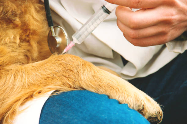 istock Veterinarian giving dog an infusion 683376618