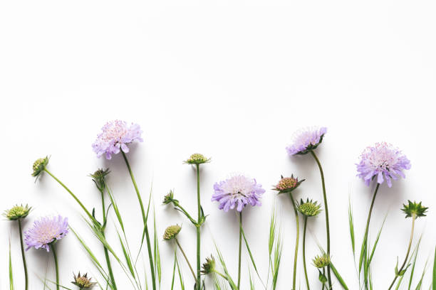 fleurs violettes sur fond blanc - arrangement flower head flower blossom photos et images de collection