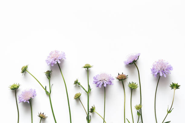 istock Soft Purple Flowers On White Background 683377648