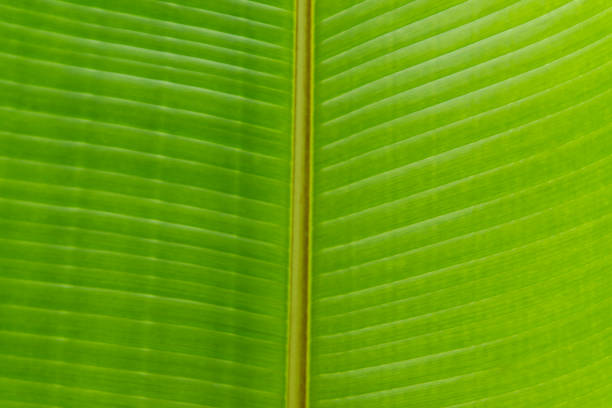 istock Green banana leaf close up. 683381170