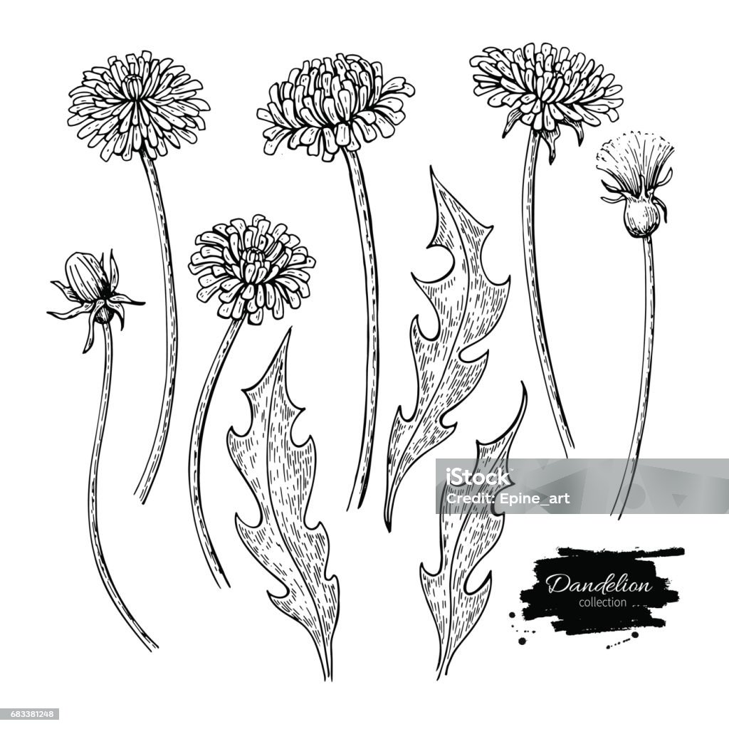 Ilustración de Vector De Diente De León Flor Dibujo Conjunto Aislados Plantas Silvestres Y Hojas y más Vectores Libres de Derechos de Diente de León - iStock Ilustración de Vector De Diente De León Flor Dibujo Conjunto Aislados Plantas Silvestres Y Hojas y más Vectores Libres de Derechos de Diente de León - iStock