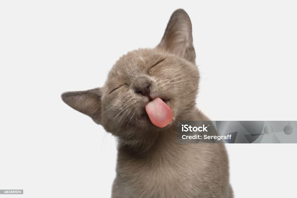 Burmese Kitten on White Background Portrait of Funny Burmese Kitten Lick with tongue Tasty on White Background, front view Domestic Cat Stock Photo