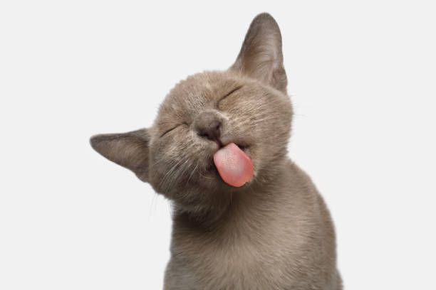 Burmese Kitten on White Background Portrait of Funny Burmese Kitten Lick with tongue Tasty on White Background, front view licking photos stock pictures, royalty-free photos & images