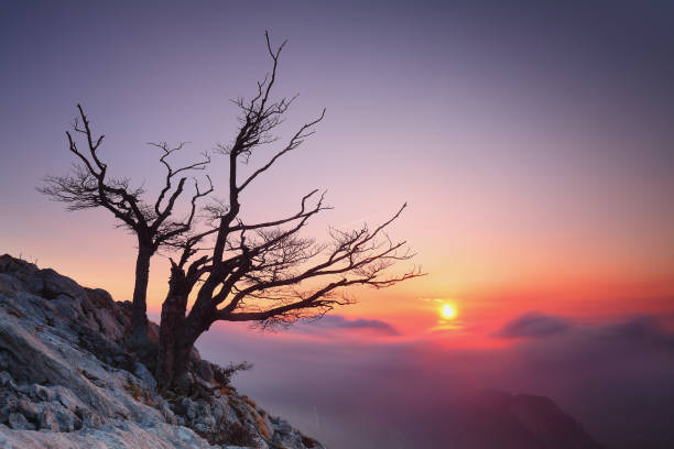 Sunrise over a solitary tree at the mountains stock photo