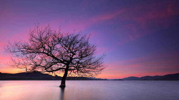 Sunset over a solitary tree into a lake stock photo