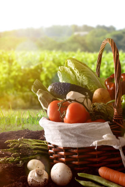 istock Vegetables in basket on soil with crop landscape background vertical 683382144