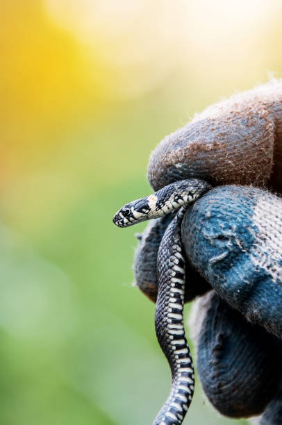 istock A small gray snake in hand, wearing gloves. The vertical frame. Close-up 683385608