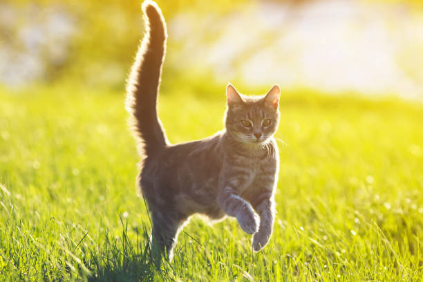 istock sweet tabby cat fun running on green meadow in Sunny summer day 683388198