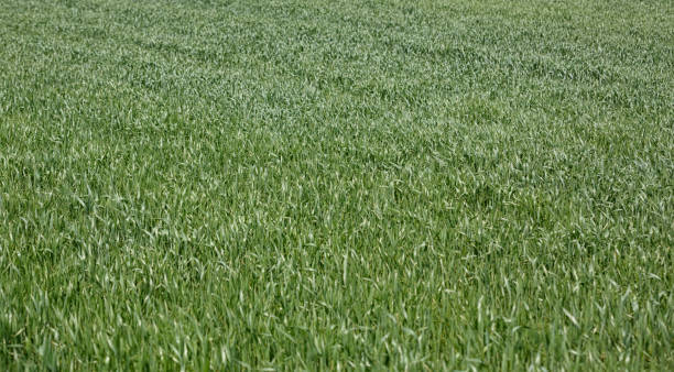 istock background of green wheat on field in spring 683391852