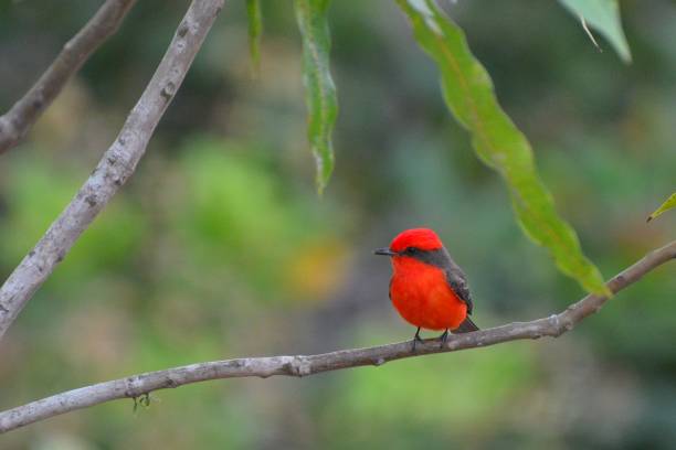 istock Male vermillion flycatcher 683392064