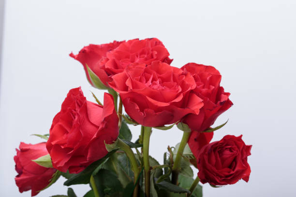 istock beautiful red roses on a white background 683394850