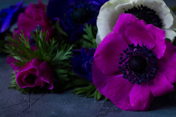 istock Anemones flowers on stone background 683395230