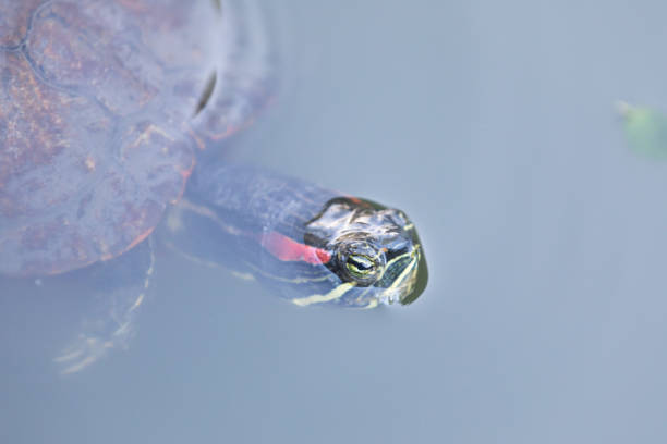 istock Red-eared Slider aka Red-eared Terrapin (Trachemys scripta elegans) 683395692
