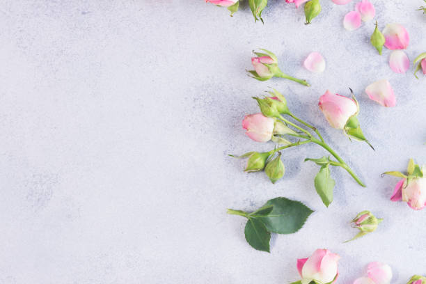 istock Pink and white rose flowers 683397826