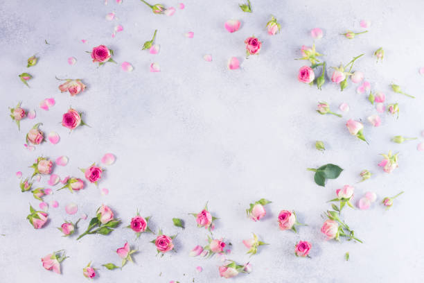 istock Pink and white rose flowers 683397912