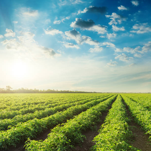 istock agriculture field with tomatoes and blue sky with clouds in sunset 683398056