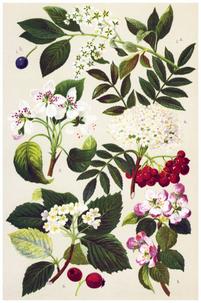 Antique illustration of a Medicinal and Herbal Plants. 